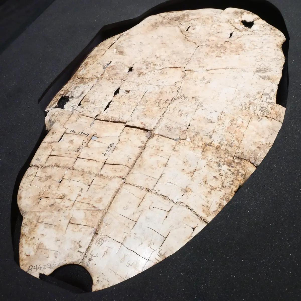 Shang dynasty (China)